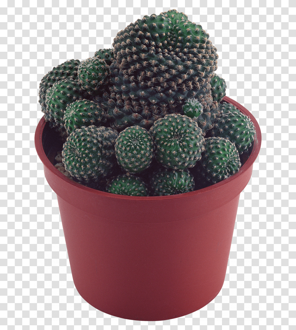 Cactus, Plant, Pot, Bucket, Dutch Oven Transparent Png