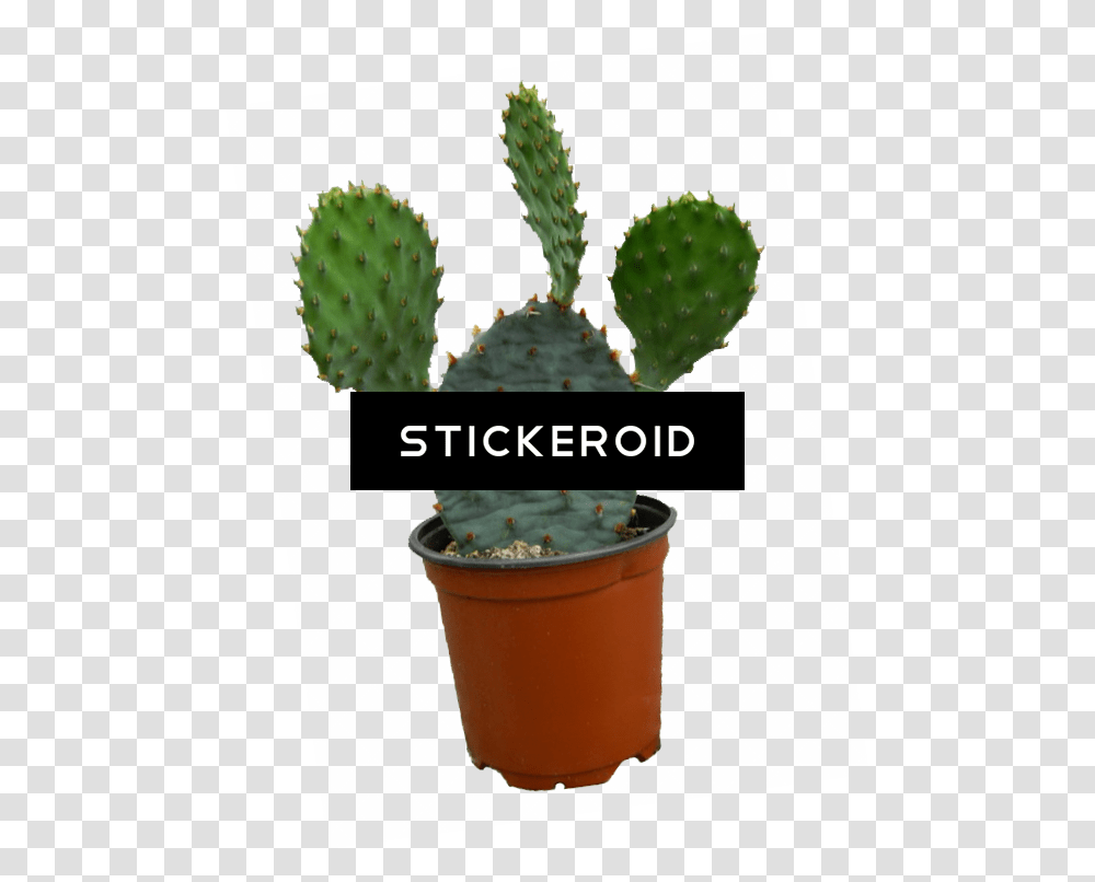 Cactus, Plant, Pot Transparent Png