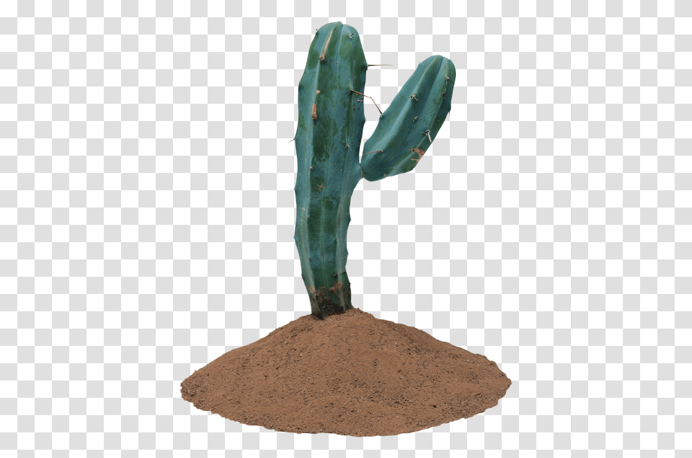 Cactus, Plant Transparent Png