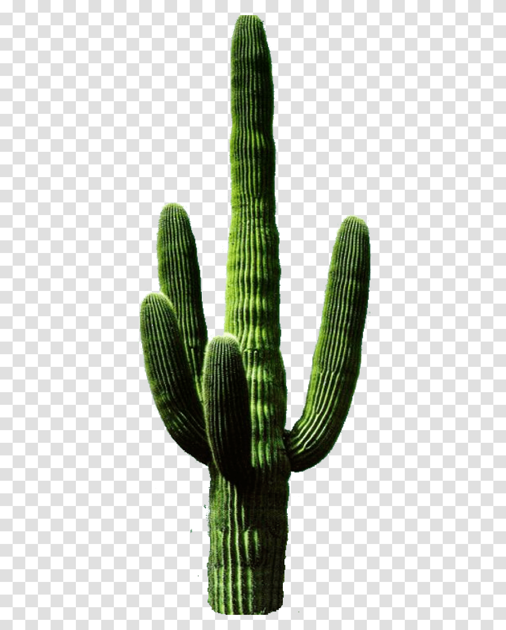 Cactus, Plant Transparent Png