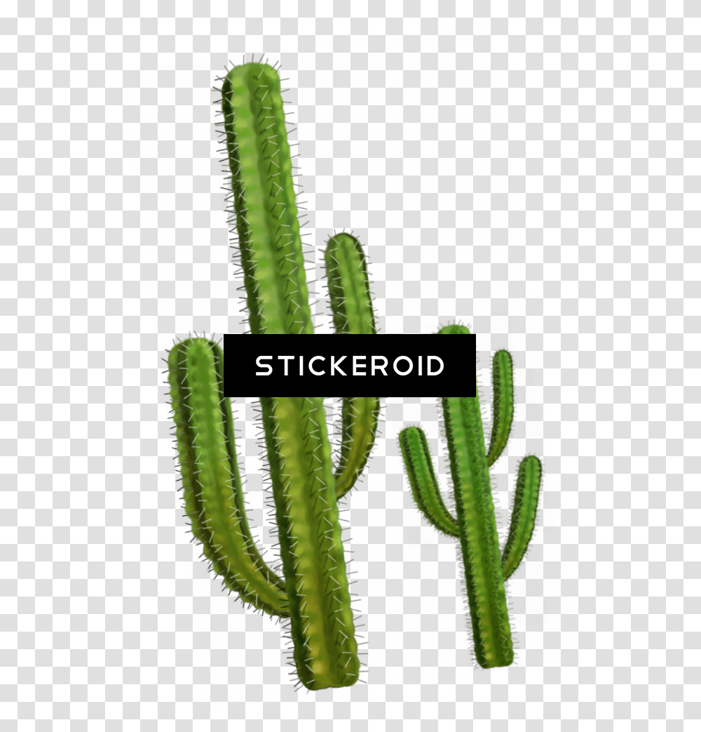 Cactus, Plant Transparent Png