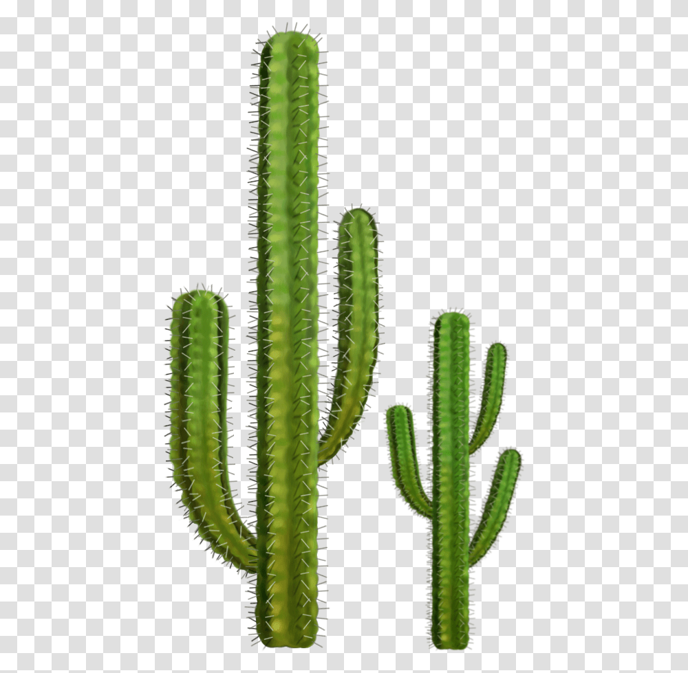 Cactus, Plant Transparent Png