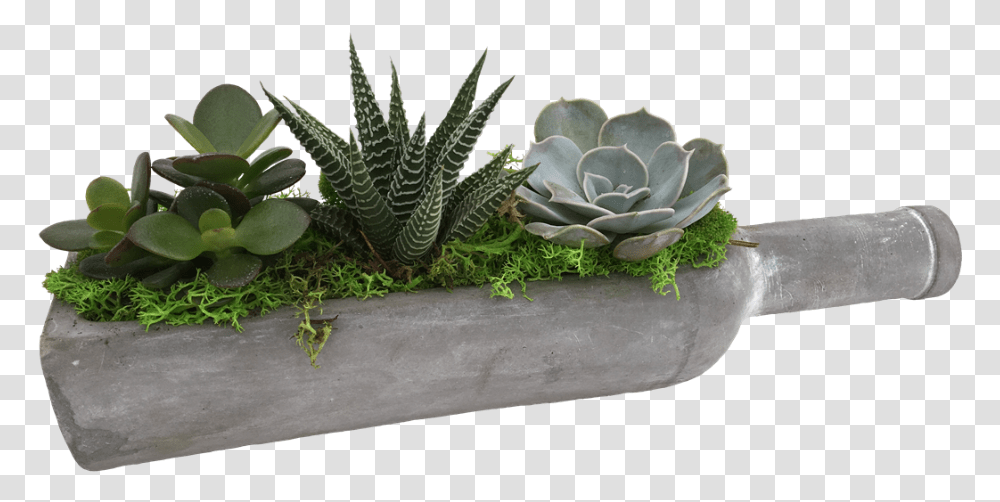 Cactus, Potted Plant, Vase, Jar, Pottery Transparent Png