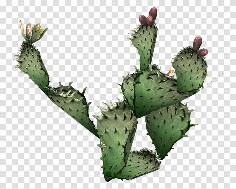 Cactus Prickly Prickly Pear Cactus Background, Plant, Fungus Transparent Png