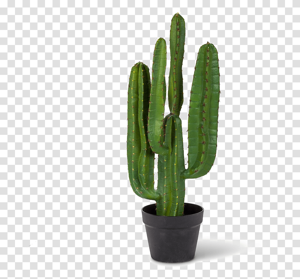 Cactus Saguaro, Plant Transparent Png