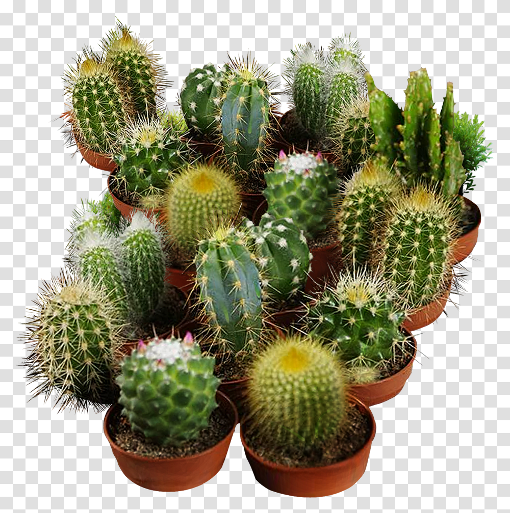 Cactus Seeds For Planting Cactus Seeds Transparent Png