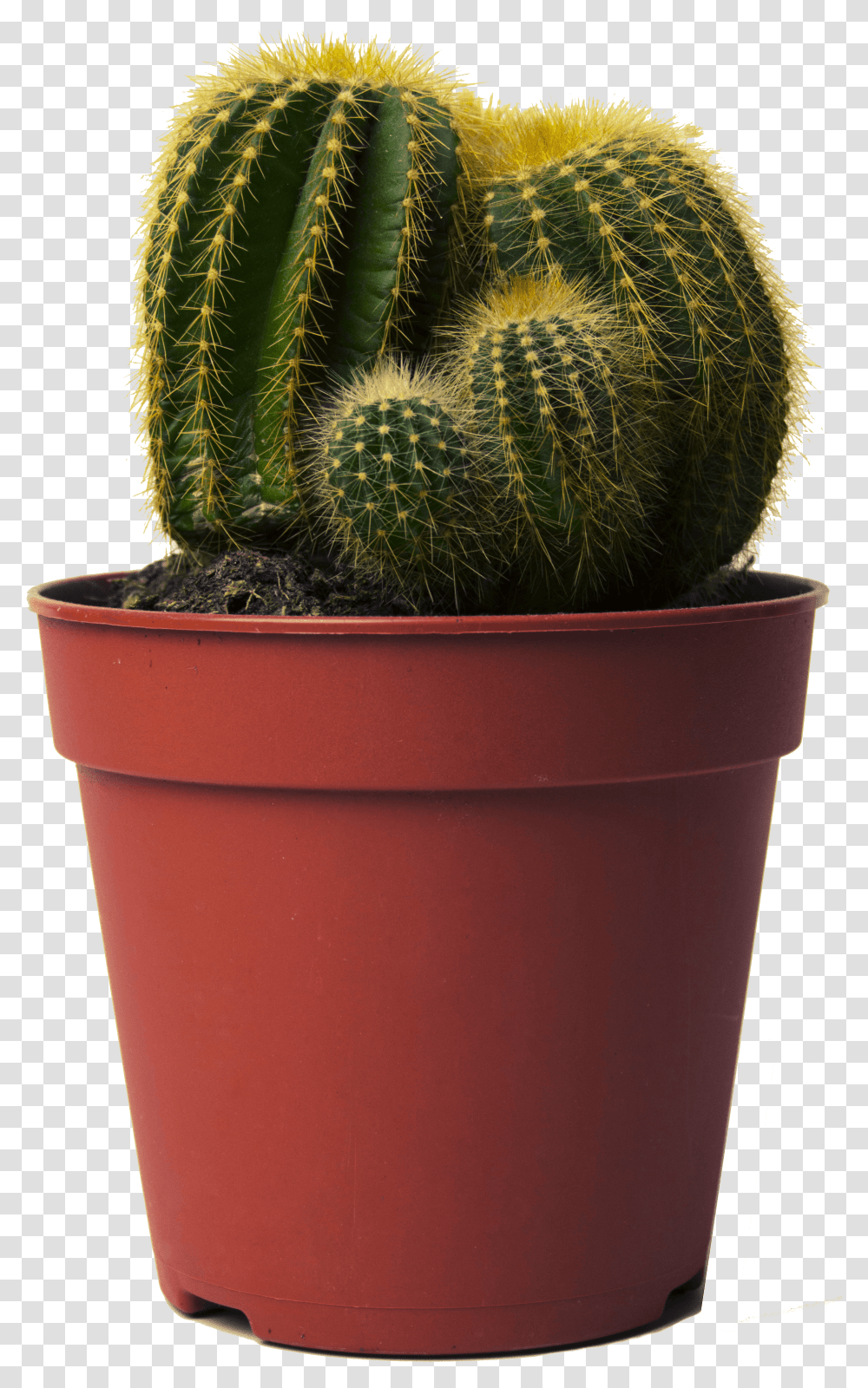 Cactus Small Cactus In Pot Transparent Png