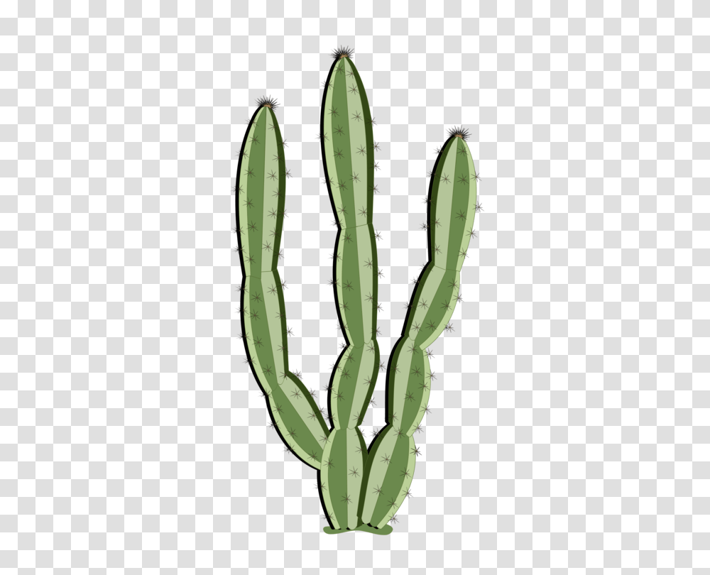 Cactus Succulent Plant Saguaro Schlumbergera Drawing Free Transparent Png