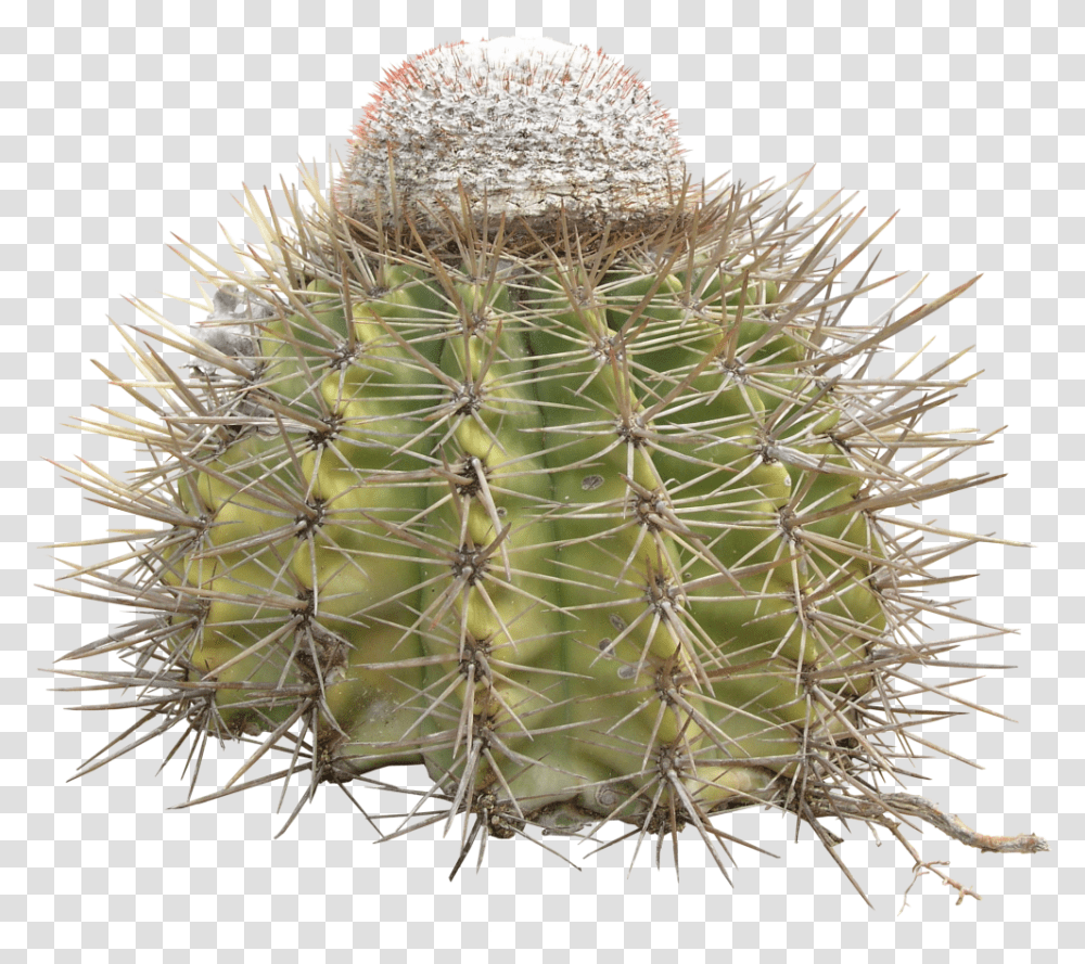 Cactus Thorn, Plant, Pineapple, Fruit, Food Transparent Png