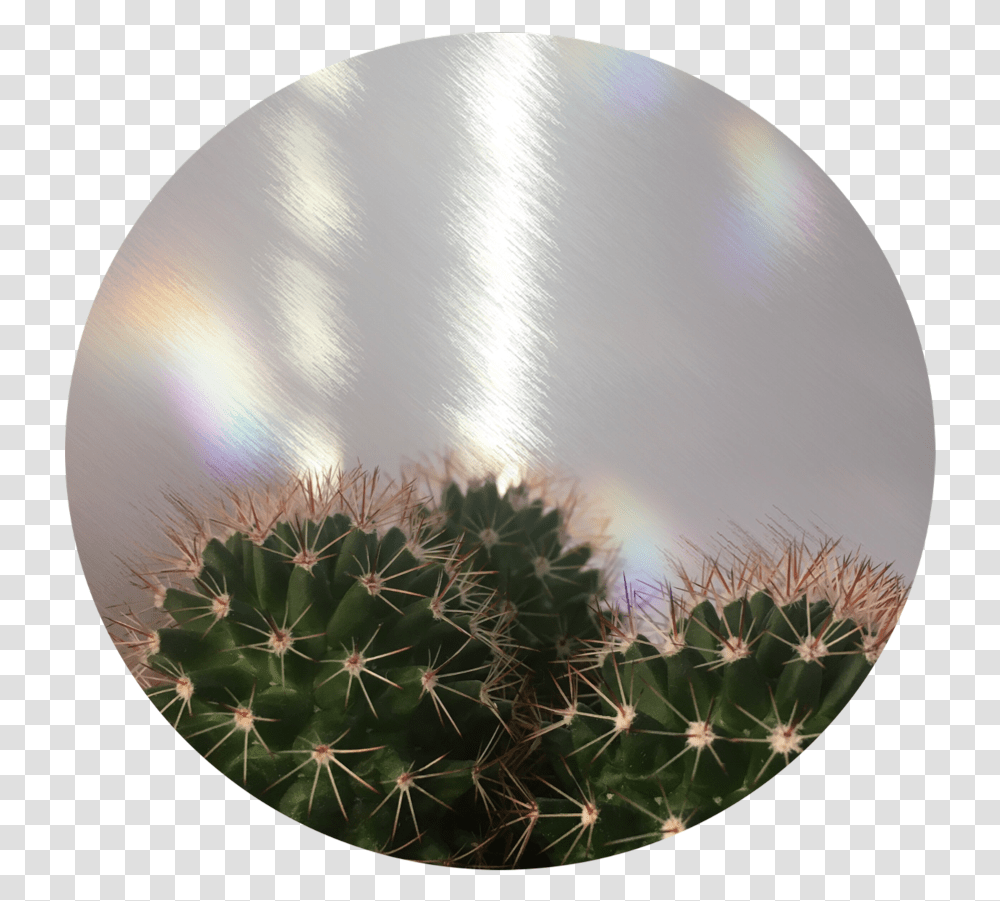 Cactus Tumblr Cactus Aesthetic, Sphere, Plant, Balloon Transparent Png