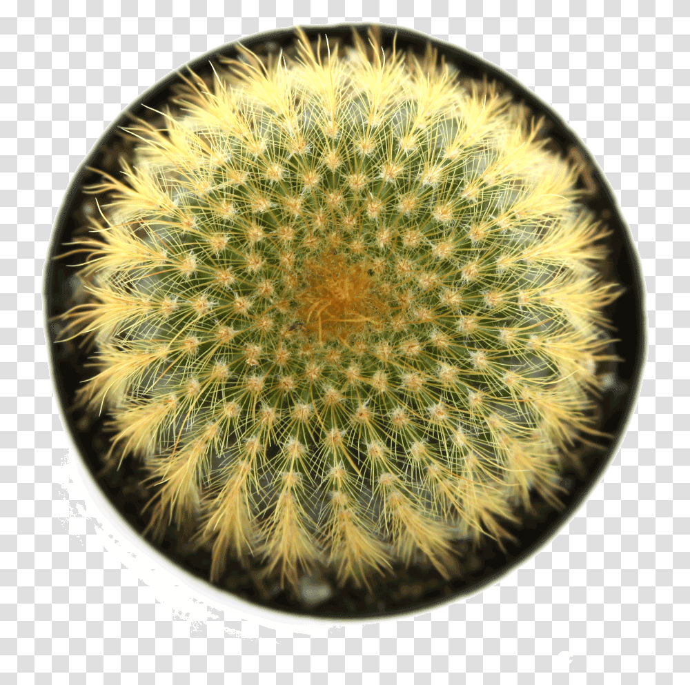 Cactus Up, Plant, Pattern, Tennis Ball, Sport Transparent Png