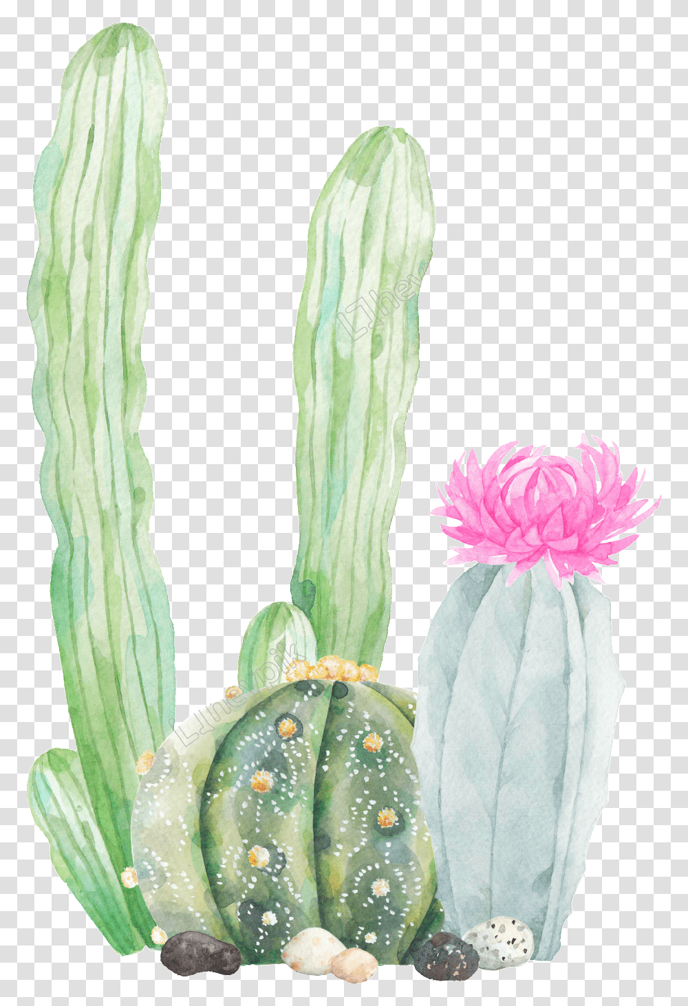 Cactus Vector Watercolor, Plant Transparent Png