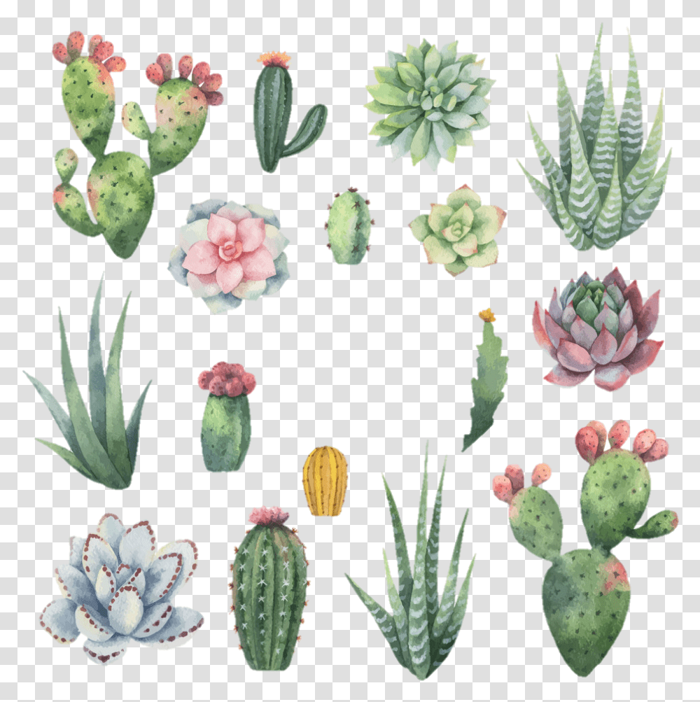 Cactus Watercolor, Plant, Aloe Transparent Png