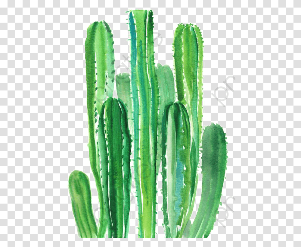 Cactus Watercolours, Plant Transparent Png