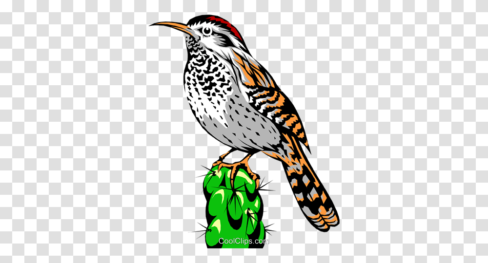 Cactus Wren Royalty Free Vector Clip Art Illustration, Bird, Animal, Woodpecker, Flicker Bird Transparent Png