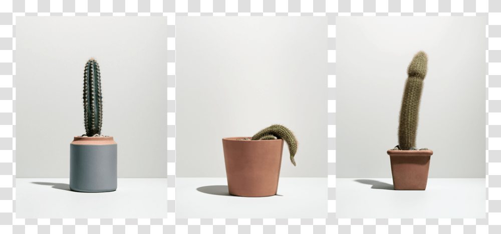 Cactuses, Potted Plant, Vase, Jar, Pottery Transparent Png