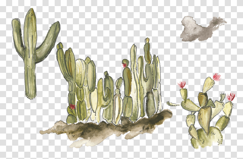 Cactuswatercolor, Plant, Banana, Fruit, Food Transparent Png