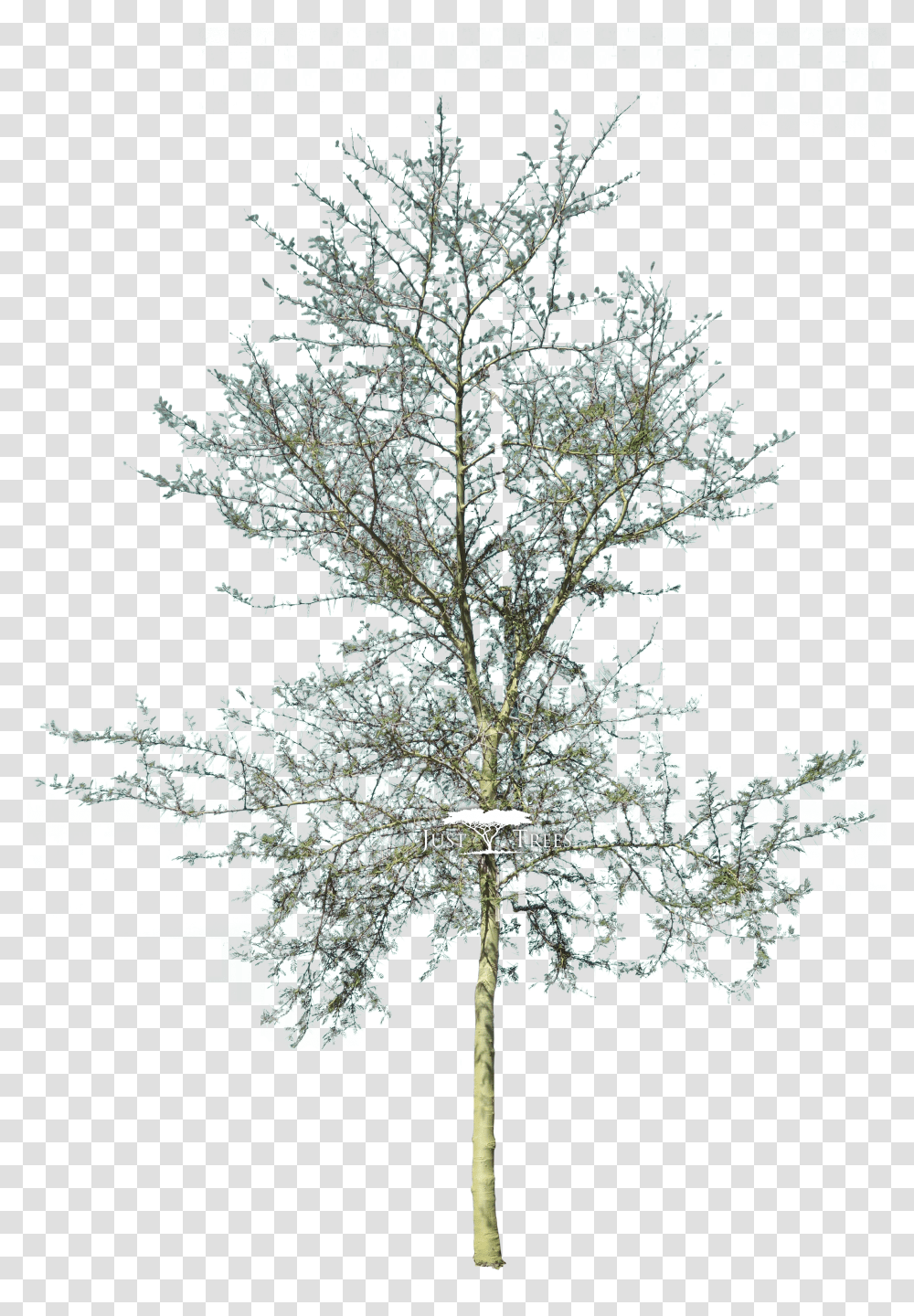 Cad Tree Transparent Png