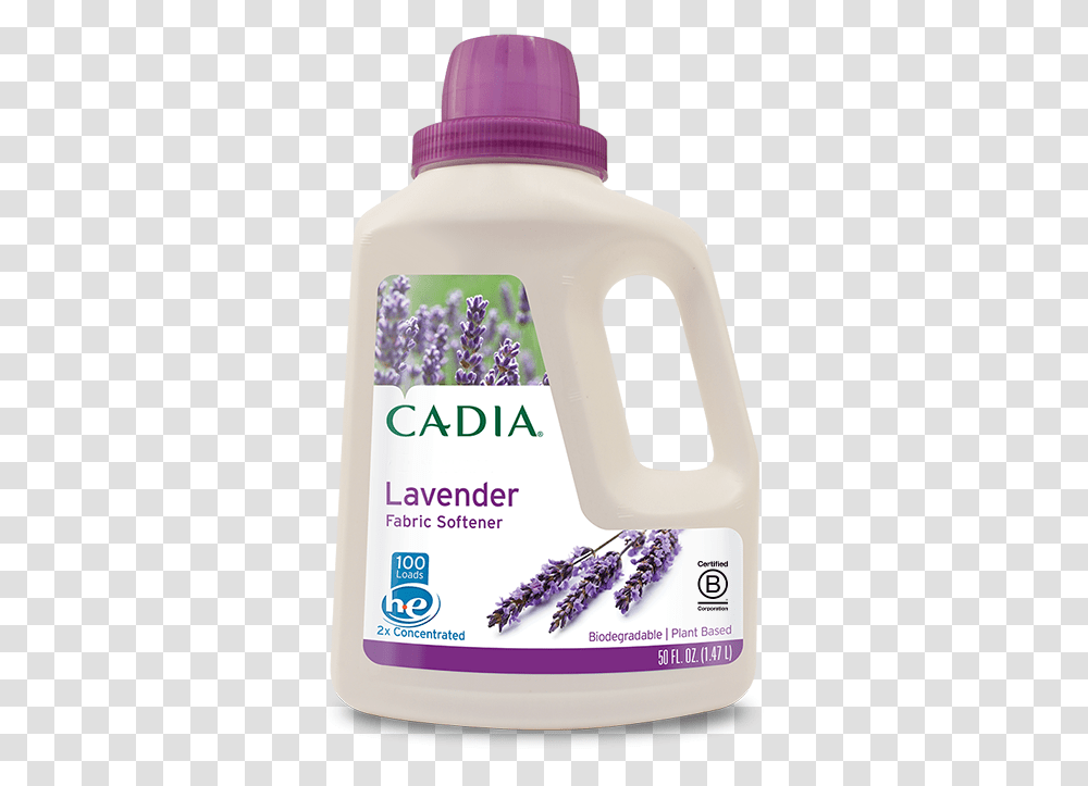 Cadia, Plant, Flower, Blossom, Lavender Transparent Png
