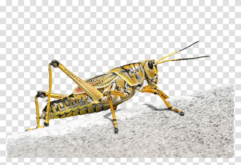 Caelifera 960, Insect, Grasshopper, Invertebrate, Animal Transparent Png