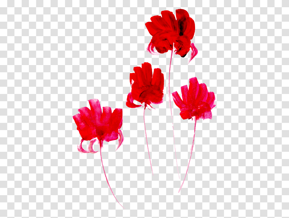 Caesalpinia, Plant, Flower, Blossom, Petal Transparent Png