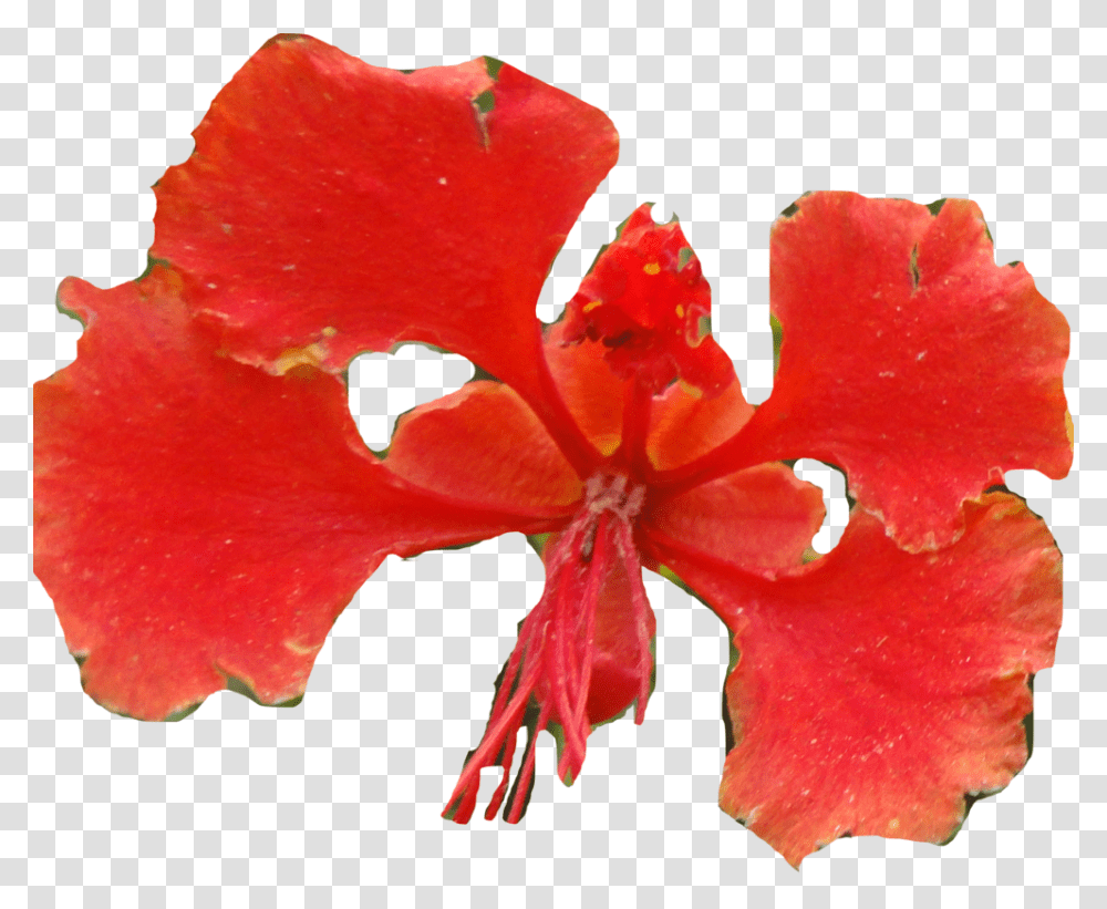 Caesalpinia, Plant, Geranium, Flower, Blossom Transparent Png