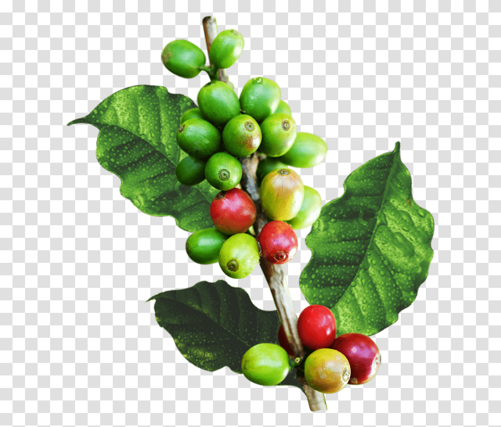 Cafe Hojas, Plant, Annonaceae, Tree, Fruit Transparent Png