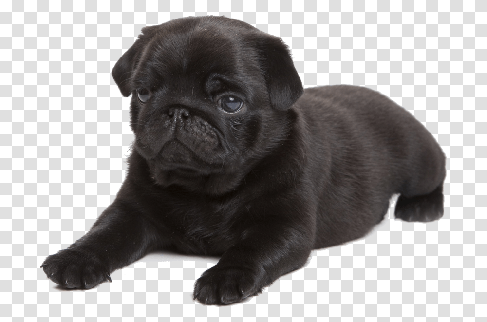 Cafepress Black Pug Tile Coaster Black Pug, Dog, Pet, Canine, Animal Transparent Png