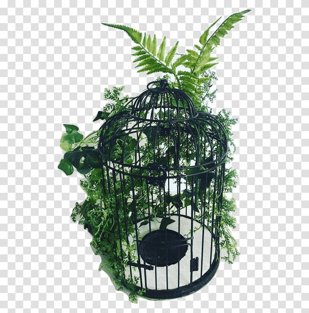 Cage, Plant, Green, Outdoors, Outer Space Transparent Png