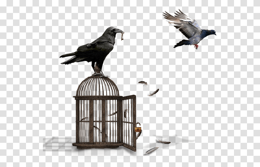 Cage Raven Dove Castle Padlock Key Feather, Bird, Animal, Blackbird, Agelaius Transparent Png