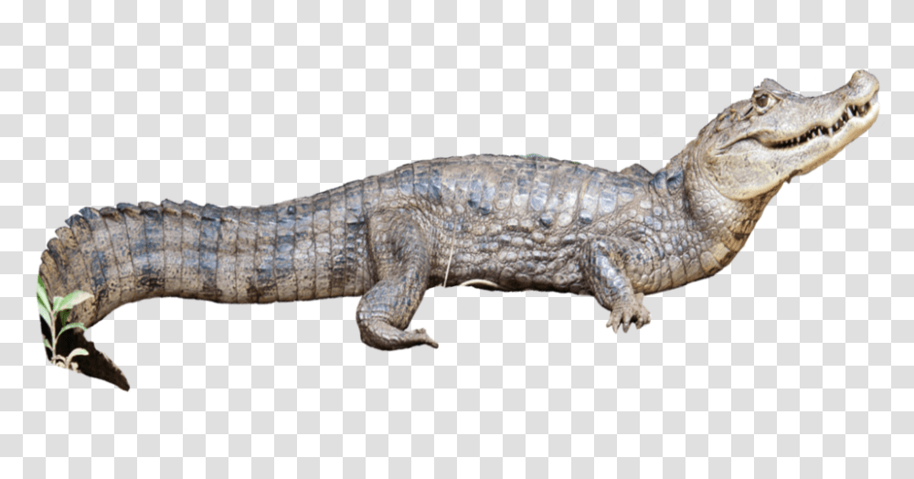 Caiman Crocodilus2 Nile Crocodile, Lizard, Reptile, Animal, Alligator Transparent Png