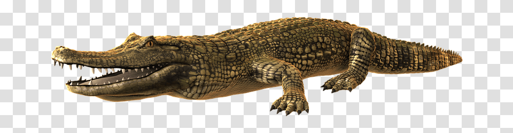 Caiman, Lizard, Reptile, Animal, Crocodile Transparent Png