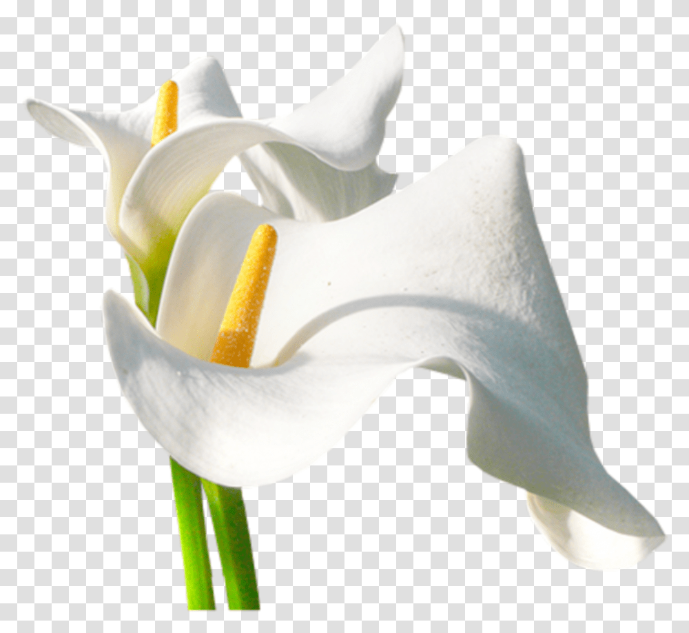 Calas, Plant, Flower, Blossom, Lily Transparent Png