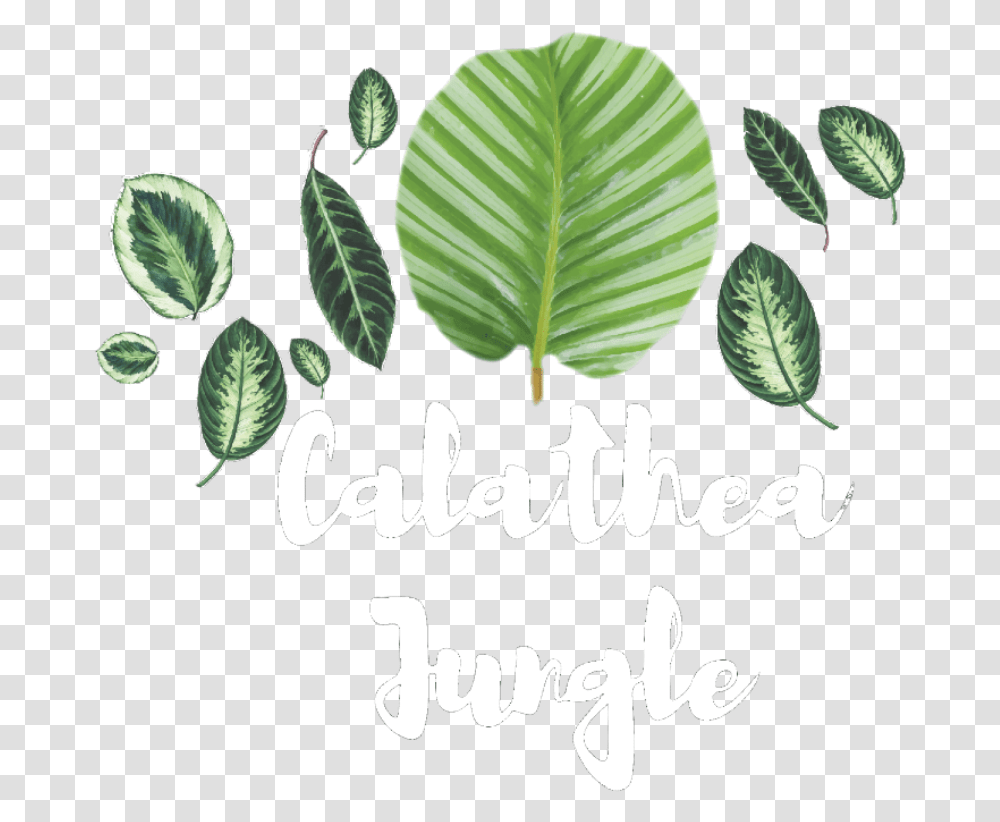 Calathea Jungle Illustration, Leaf, Plant, Flower, Blossom Transparent Png
