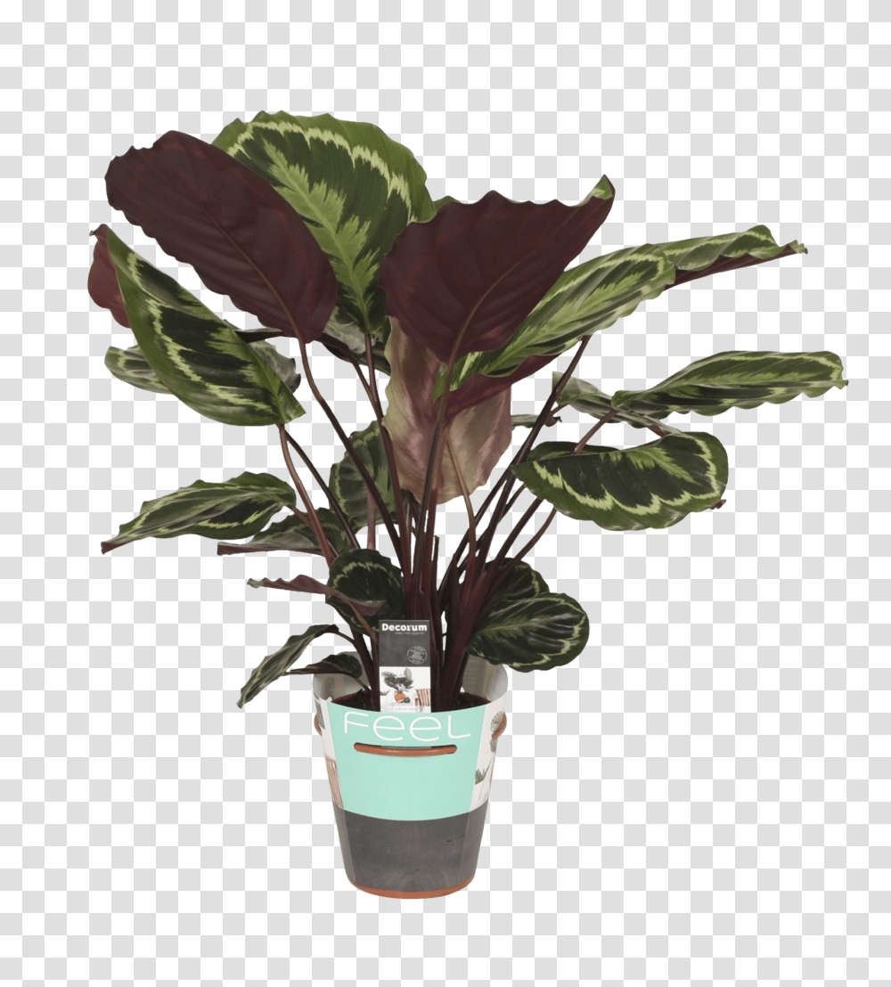 Calathea Medallion Florastore Flowerpot, Plant, Leaf, Blossom, Tree Transparent Png