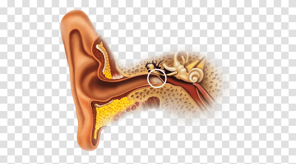 Calcification Of Ear Canal, Animal, Invertebrate, Sea Life, Conch Transparent Png