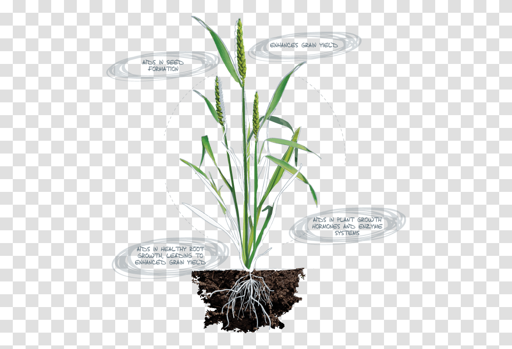 Calcium Deficiency In Plants Root, Soil, Flower, Blossom, Vegetable Transparent Png