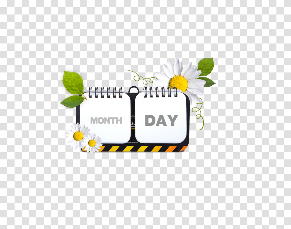 Calendar, Plant, Flower, Daisy Transparent Png