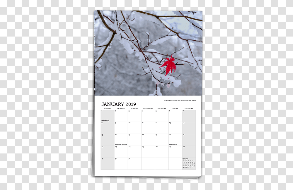 Calendar Template 2019 Maple, Leaf, Plant Transparent Png