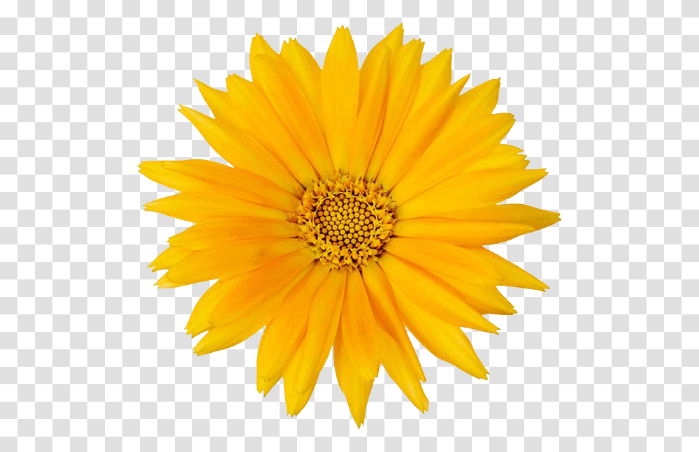 Calendula Officinalis Flower Mexican Pot Marigold, Plant, Blossom, Treasure Flower, Daisy Transparent Png