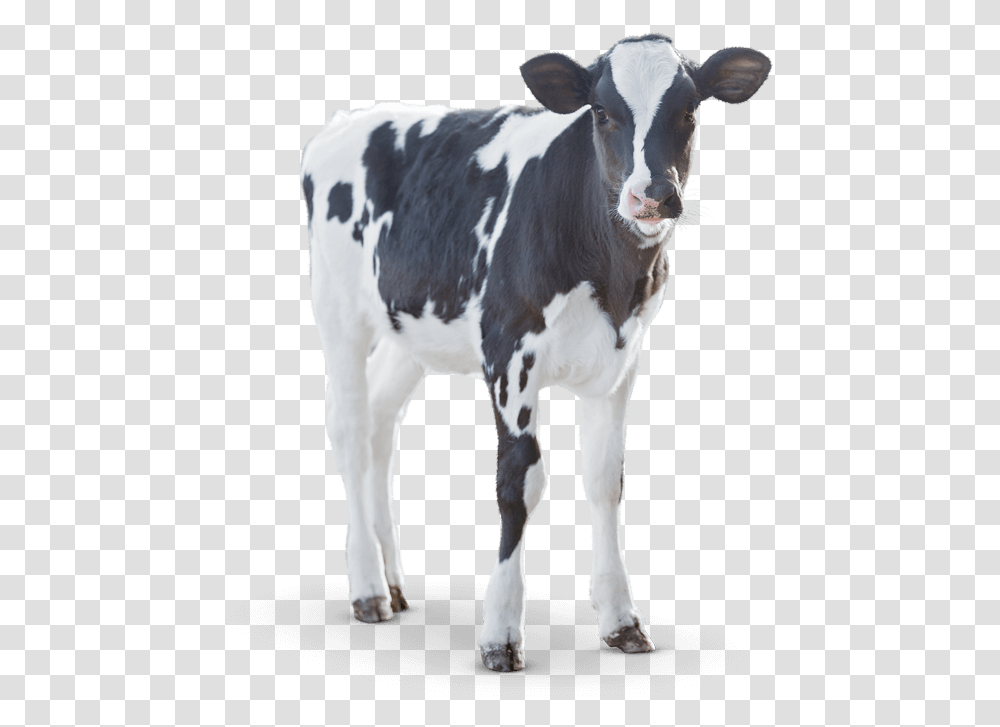 Calf Angus Cattle Milk Dairy Cattle Dairy Calf, Cow, Mammal, Animal, Dairy Cow Transparent Png