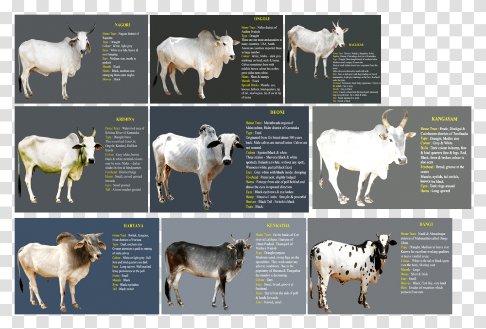 Calf, Bull, Mammal, Animal, Cow Transparent Png