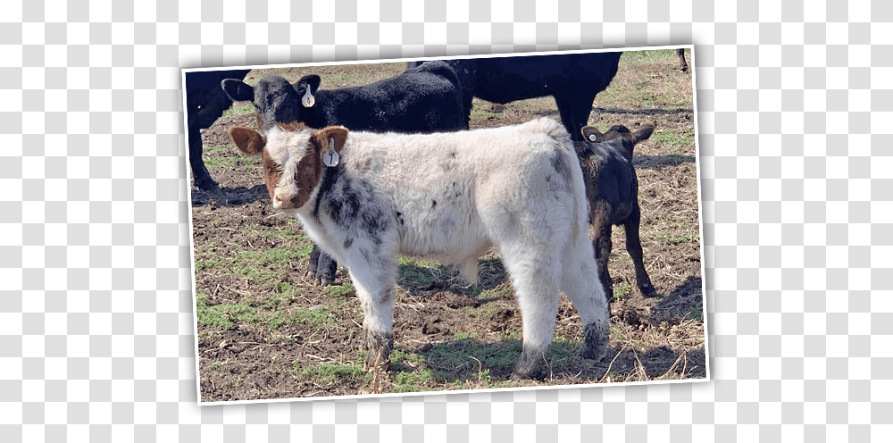 Calf, Cow, Cattle, Mammal, Animal Transparent Png