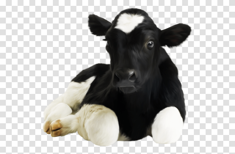 Calf Milk Replacer Price In Pakistan, Cow, Cattle, Mammal, Animal Transparent Png