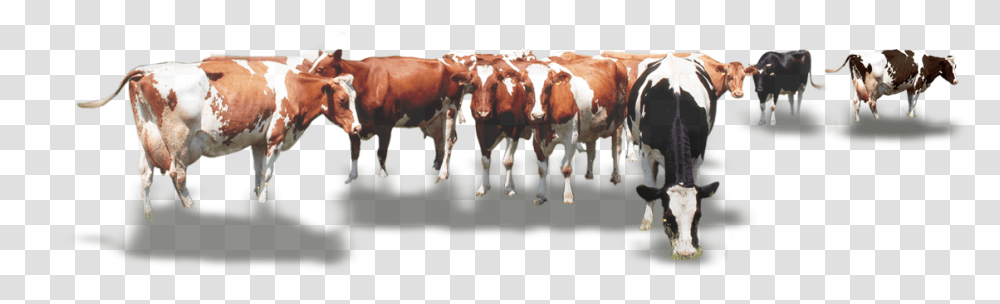 Calf Vector Cow Indian Cow Herd, Cattle, Mammal, Animal, Dairy Cow Transparent Png