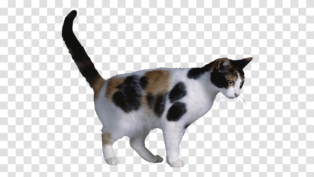 Calico Cat X Chromosome Cat Coat Genetics X Inactivation Clipart Calico Cat Background, Manx, Pet, Mammal, Animal Transparent Png