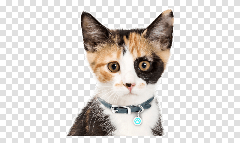 Calico Kitten, Cat, Pet, Mammal, Animal Transparent Png