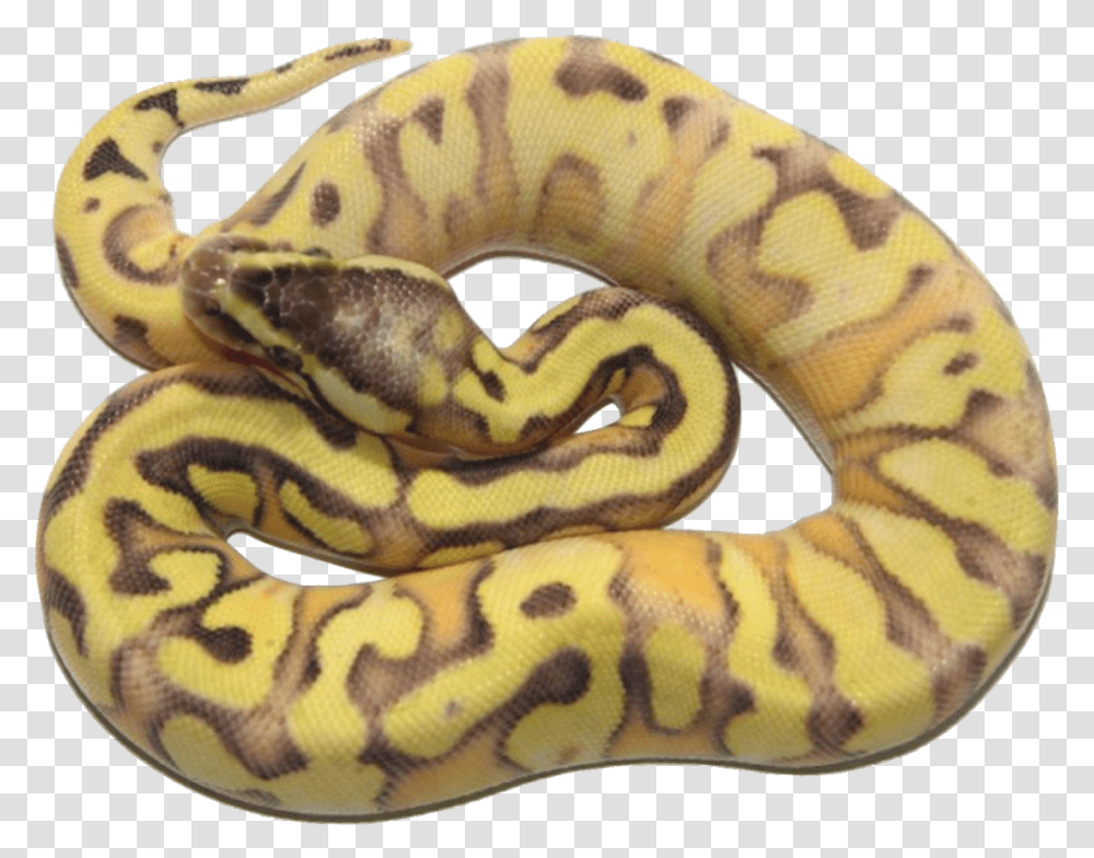 Calico Yellow Belly Banana Ball Python, Snake, Reptile, Animal, Anaconda Transparent Png