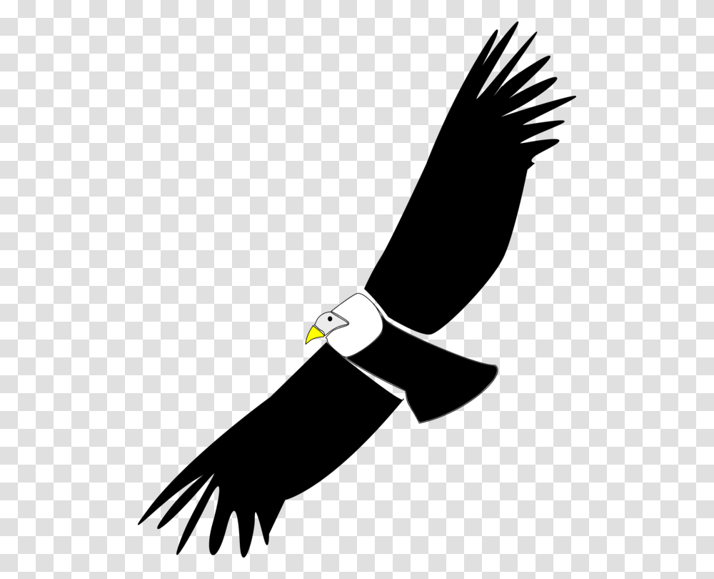 California Condor Vulture Hawk Download, Bird, Animal, Eagle, Blackbird Transparent Png