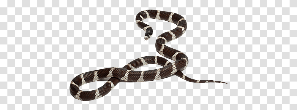 California Kingsnake California King Snake, Reptile, Animal, Rattlesnake Transparent Png
